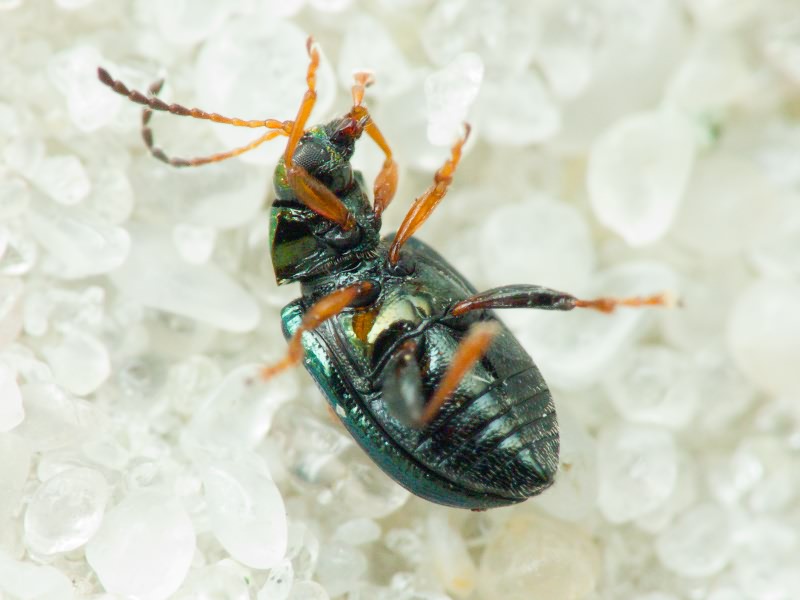 Crepidodera aurata (Marsham, 1802)